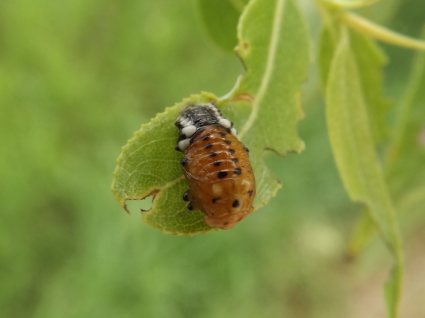 Asian Ladybug