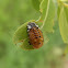 Asian Ladybug