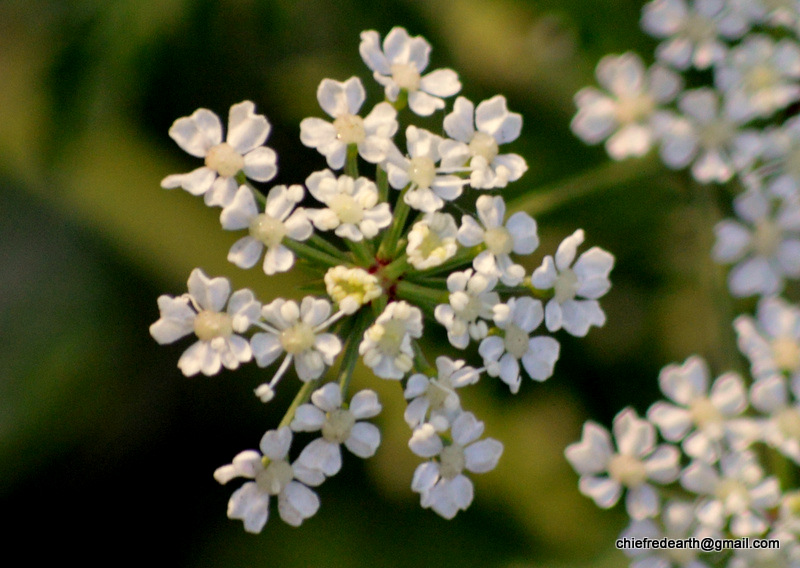 hemlock or poison hemlock