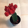 Grafted Cactus