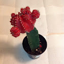 Grafted Cactus