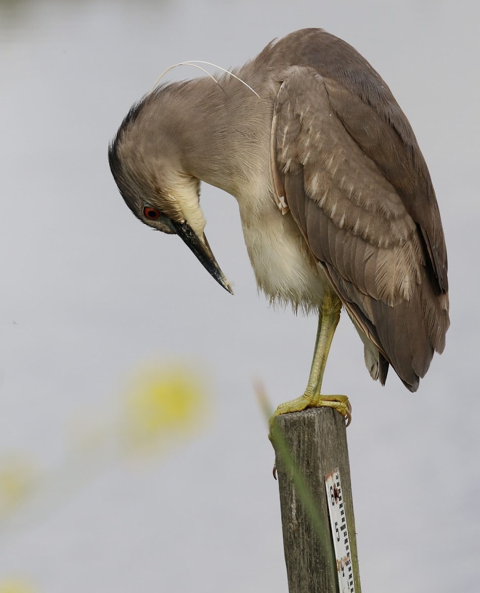 Black-crowned Night Heron