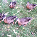 Mallard Duck (female)