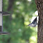 White-breasted Nuthatch