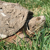 Common Snapping Turtle