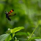 Blister Beetle