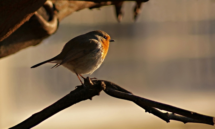 Mi godo un po' di sole di mariarosa-bc