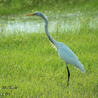 Great Egret