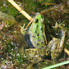 Pool frog