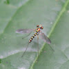 Long-legged Fly