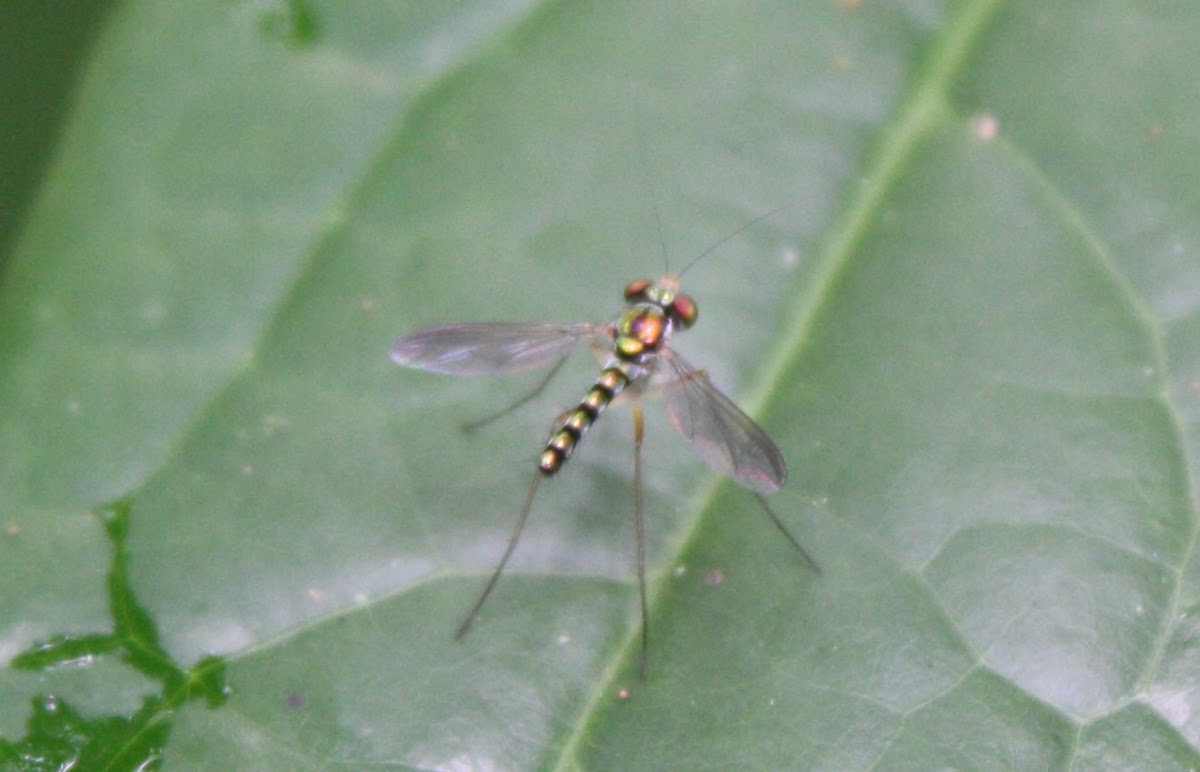 Long-legged Fly