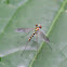 Long-legged Fly