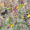 Goldfinch; Jilguero