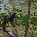 Gray Catbird