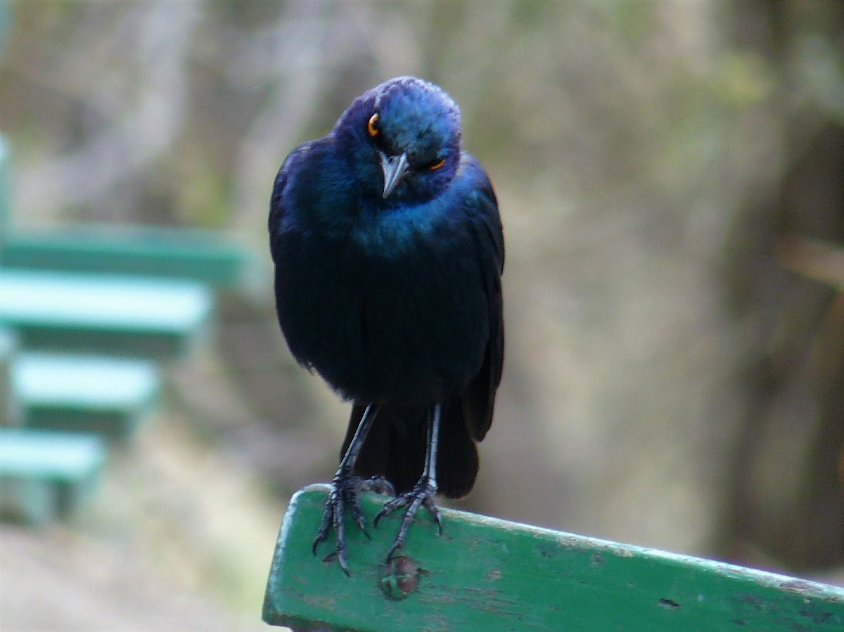 Cape Glossy Starling