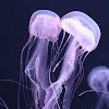 ユーザー
