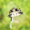 Spiny backed orb weaver spider