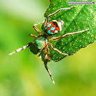 Metallic jumper, female