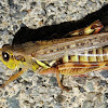 Red-Legged Grasshopper