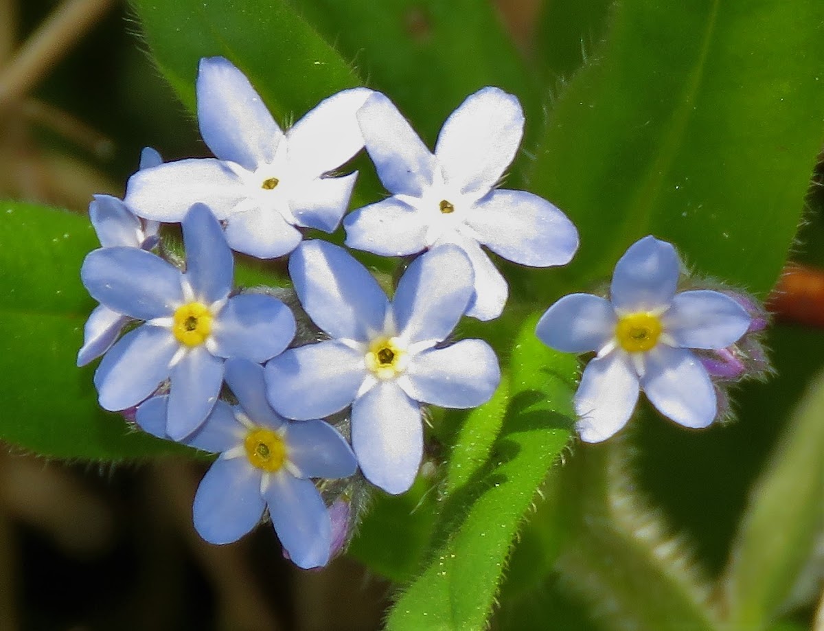 Forget-me-not