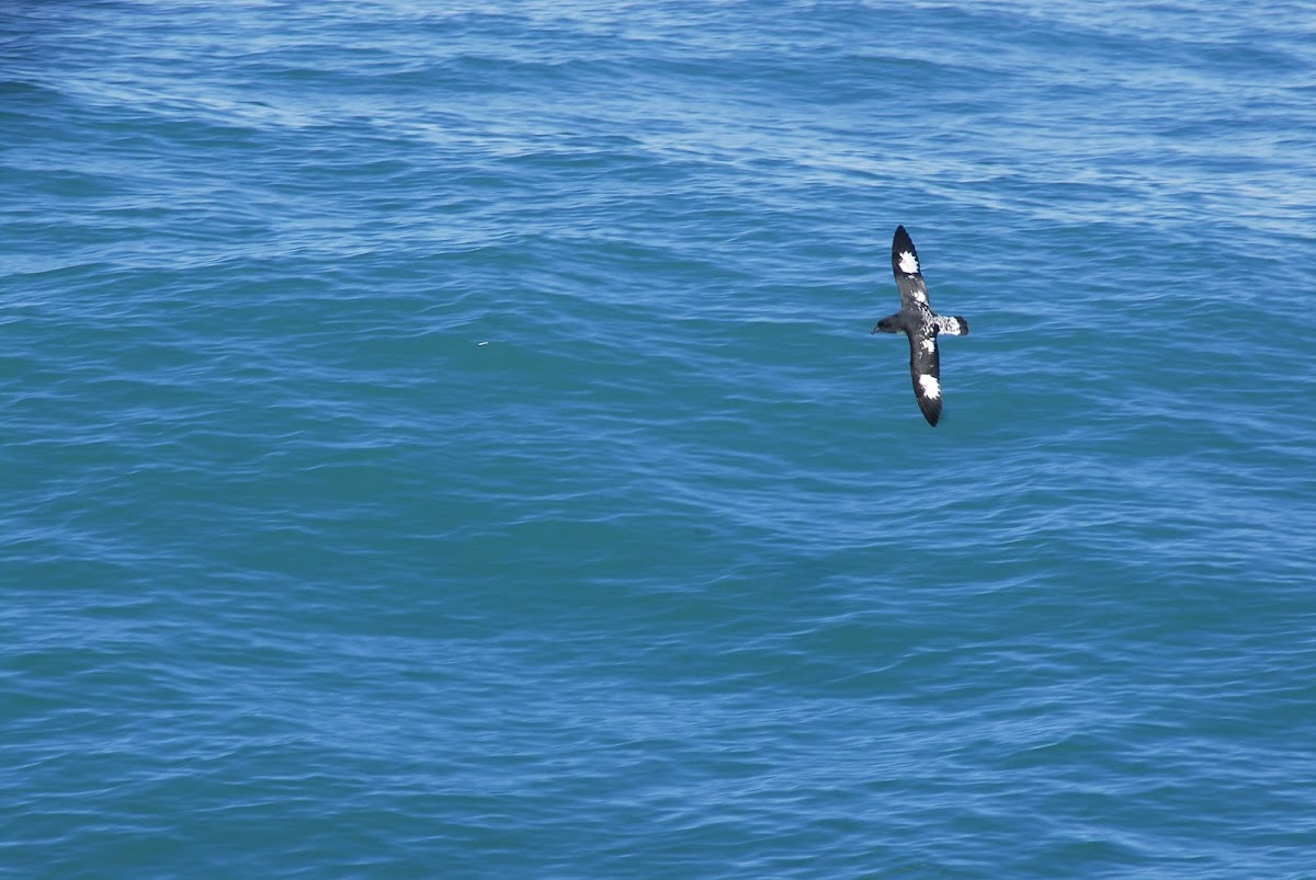 Cape Petrel