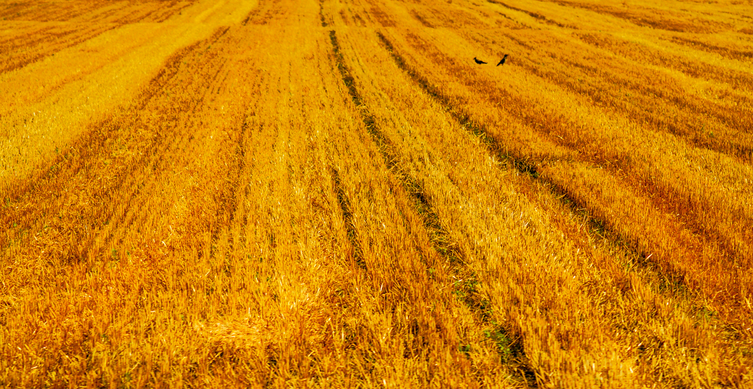 Campo giallo con coppia di corvi di mariateresatoledo