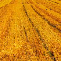 Campo giallo con coppia di corvi di 