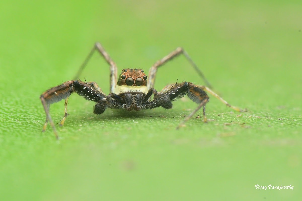 Brettus Jumping Spider