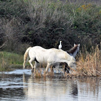 Un Airone guardabuoi a  cavallo di 