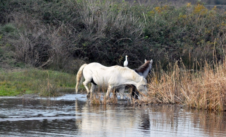 Un Airone guardabuoi a  cavallo di PaoloFranceschini