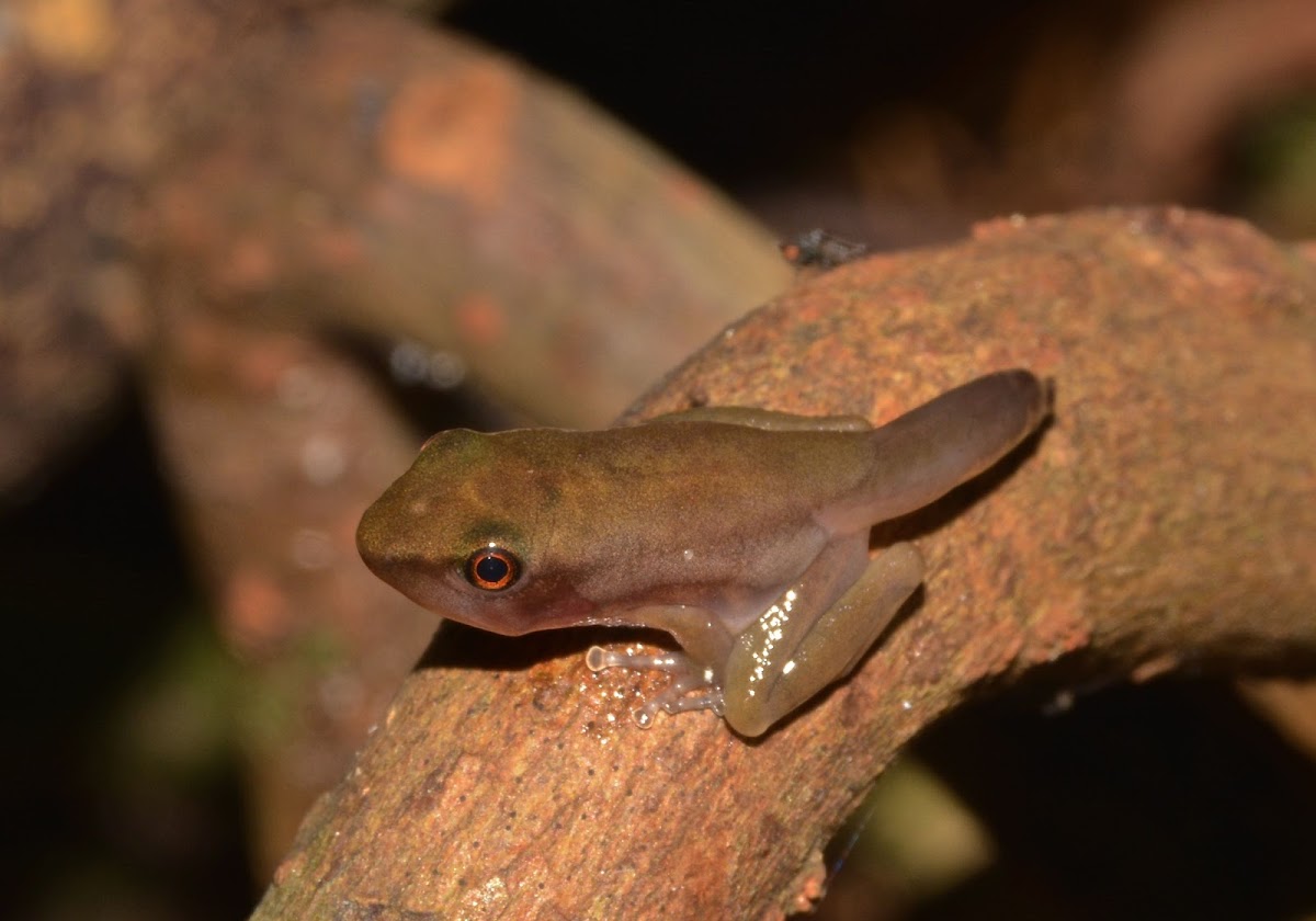 Tadpole