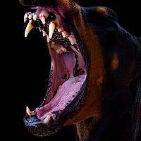 Dobermann sharp teeth di 