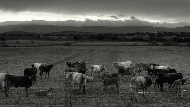 Distrazione in Campagna di ChristianGiulianetti