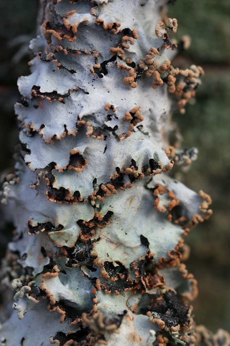 Ruffle Lichen