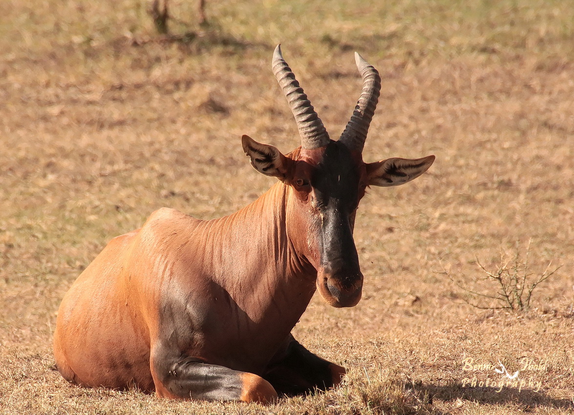 Topi