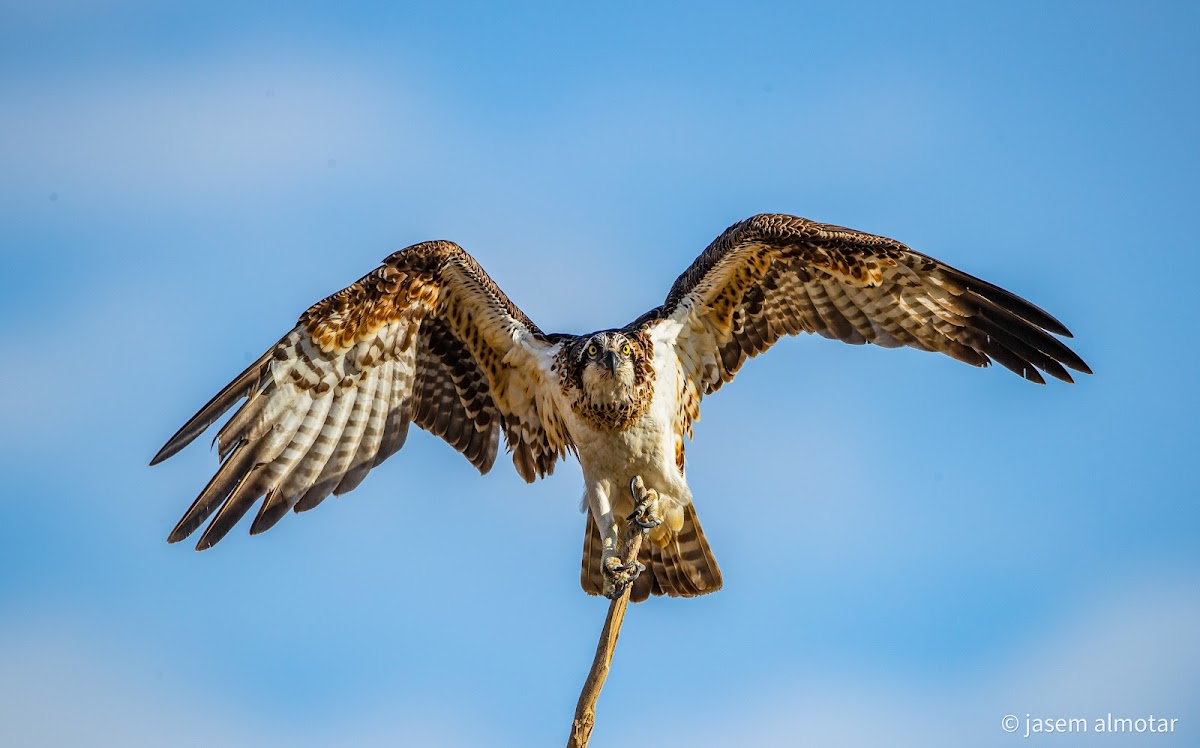 western osprey