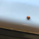 Lady Bug ( beetle )