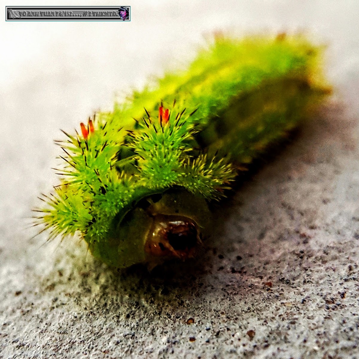 Blue-striped Nettle Grub Caterpillar