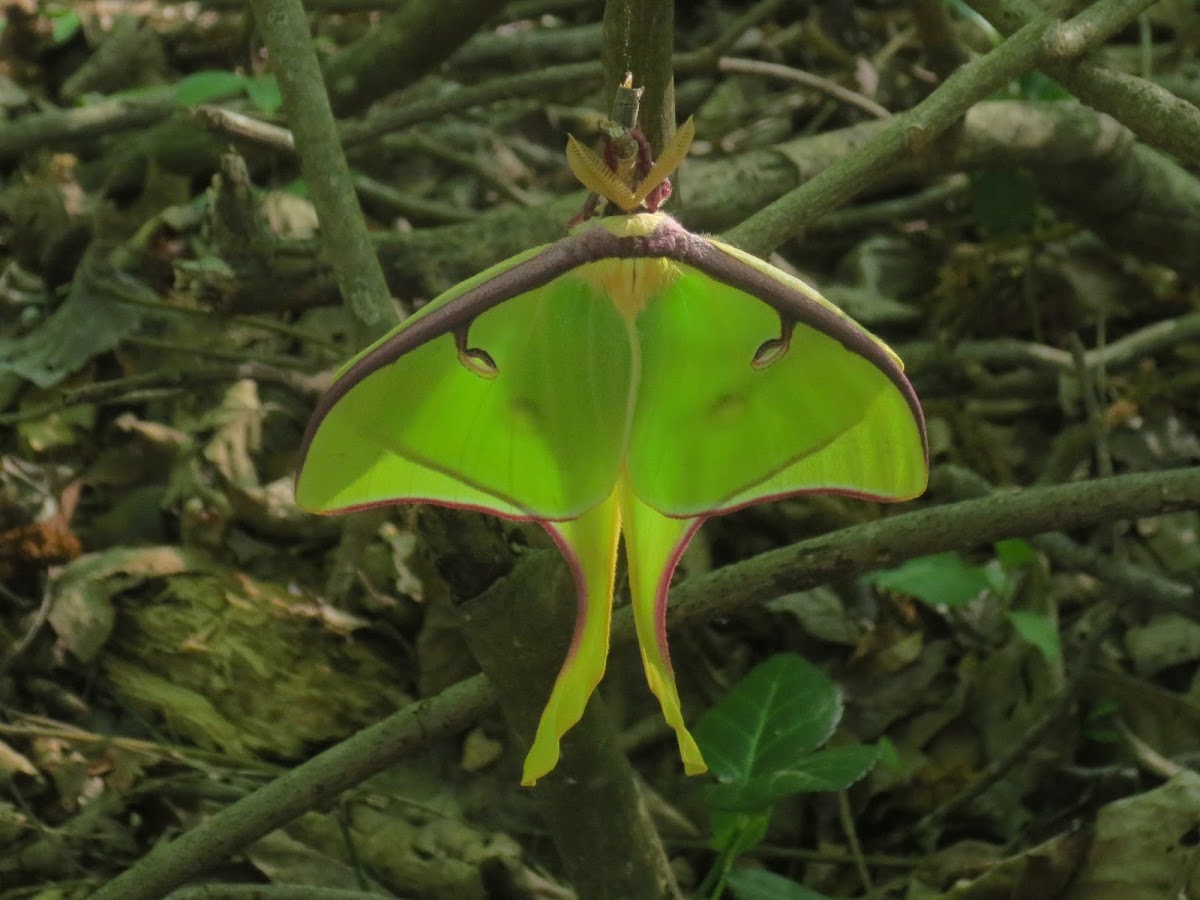 Luna moth