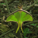 Luna moth