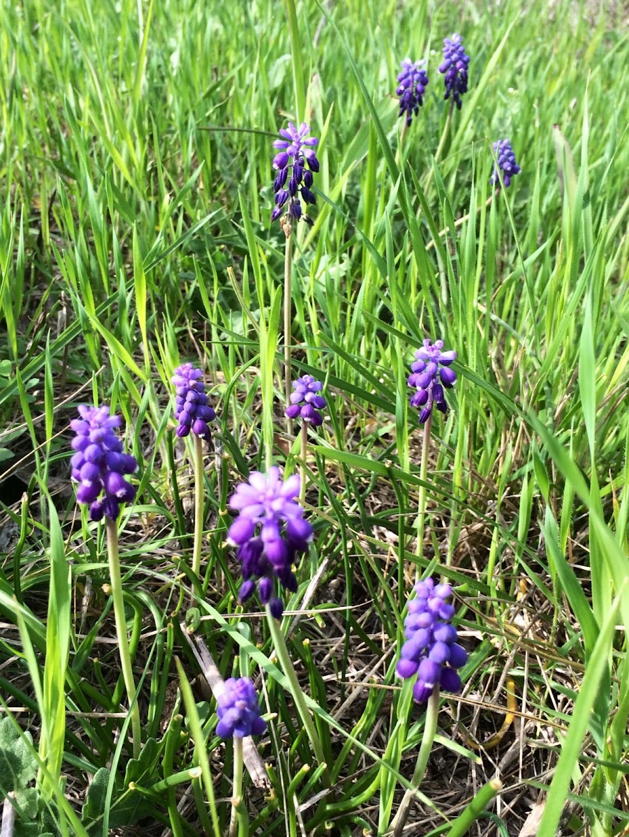 Grape Hyacinth