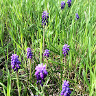 Grape Hyacinth