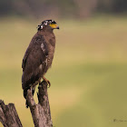 CRESTED SERPENT EAGLE