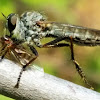 Robber fly with prey