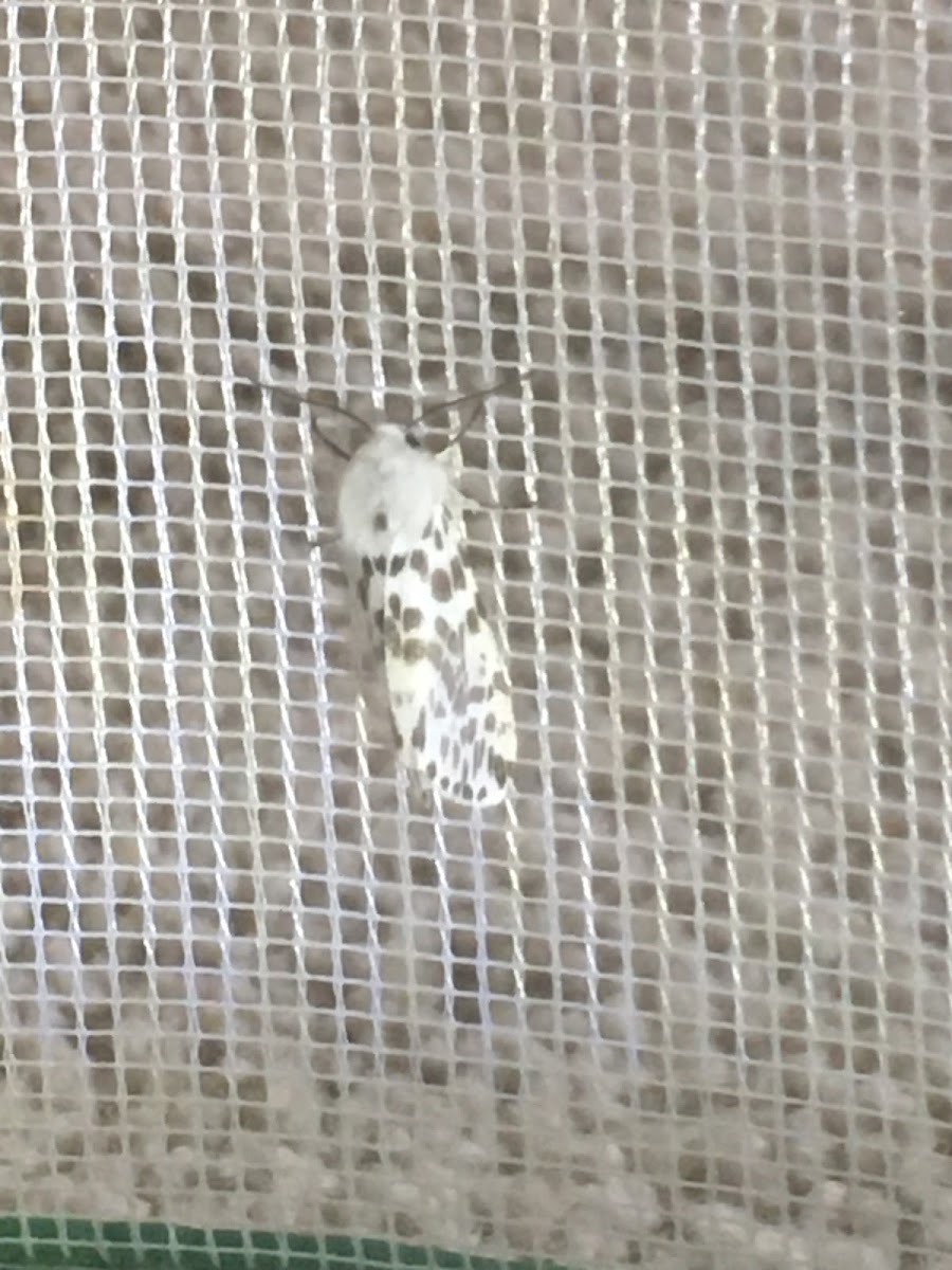 Fall Webworm