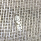 Fall Webworm