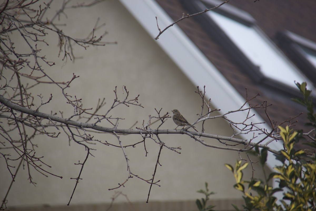 House Sparrow