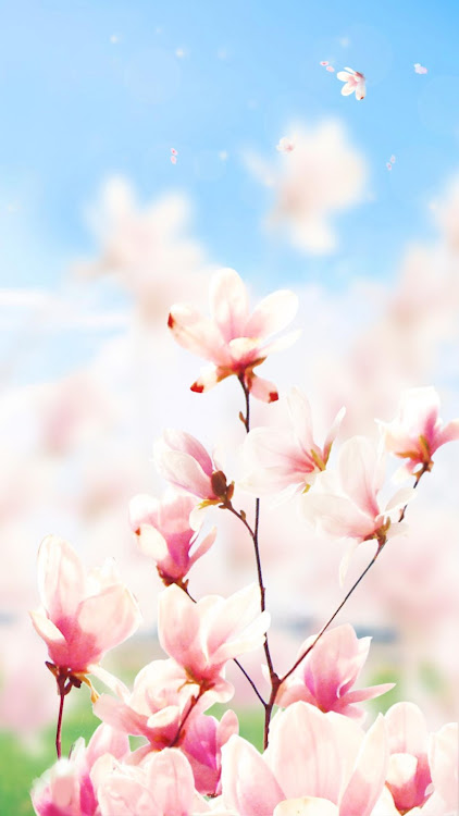 Magnolia Flower Live Wallpaper - 1.4.0 - (Android)