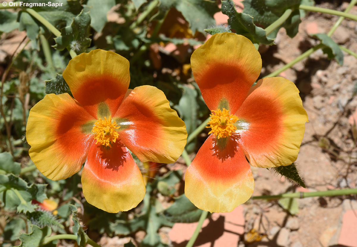 Mountain Horned Poppy