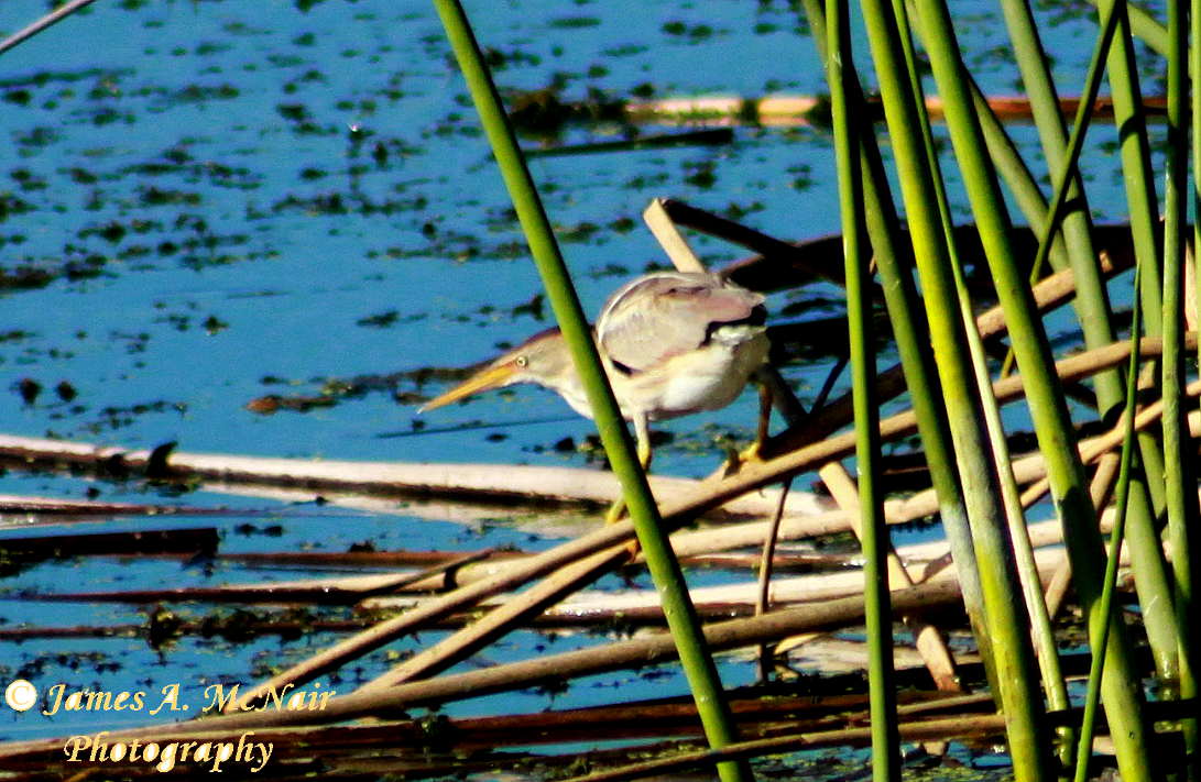 Least Bittern